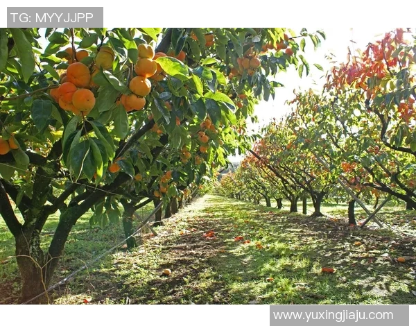 果园采摘之旅:体验丰收季节的自然魅力与农田乐趣 果园采摘之旅:体验丰收季节的自然魅力与农田乐趣